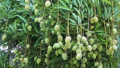 फोटोः सोशल मीडिया