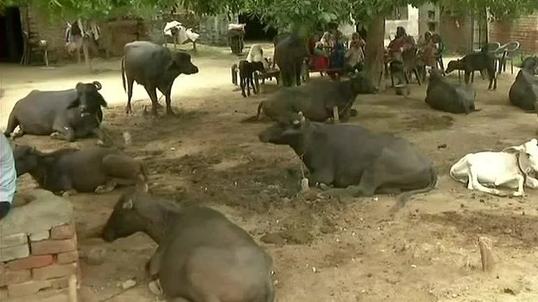 फोटो: सोशल मीडिया&nbsp;