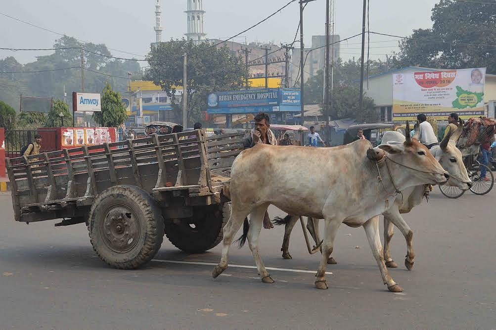 बिहार: बैल के खिलाफ थाने में शिकायत दर्ज, पुलिस जांच में जुटी, पीड़ित ने लगाया कई बार पटकने का आरोप 
