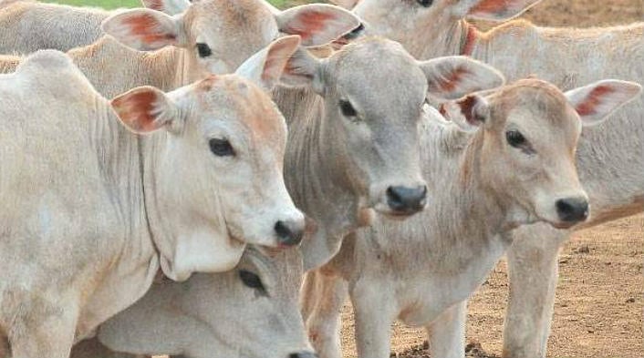 योगी राज में गौरक्षकों की गुंडागर्दी, कानपुर में भैंस ले जा रहे व्यापारी की पैसे नहीं देने पर पिटाई