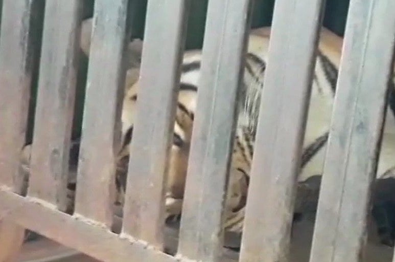 महाराष्ट्र में मारी गई आदमखोर बाघिन, 14 लोगों को उतारा था मौत के घाट