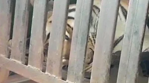 महाराष्ट्र में मारी गई आदमखोर बाघिन, 14 लोगों को उतारा था मौत के घाट
