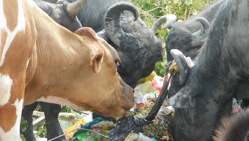 कोलिन्स डिक्शनरी ने ‘सिंगल यूज’ शब्द को दिया वर्ड ऑफ़ द इयर का खिताब, प्लास्टिक के लिए ज्यादा होता है इस्तेमाल