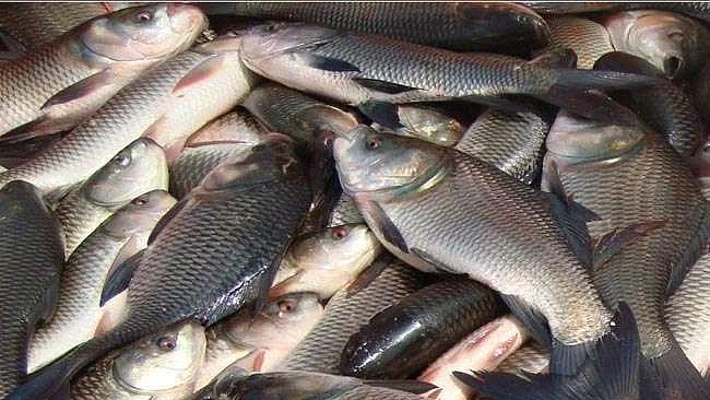 फोटो: सोशल मीडिया&nbsp;