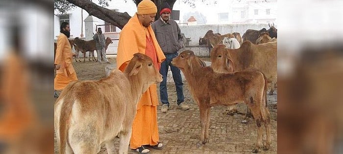 योगी सरकार की गौ-सेवा सरकारी कर्मचारियों को पड़ी  भारी, आया एक दिन का वेतन काटने का फरमान