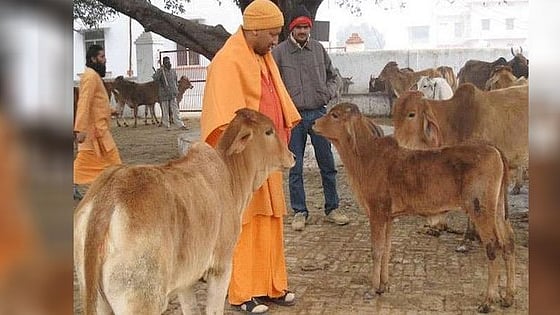 फोटो: सोशल मीडिया 