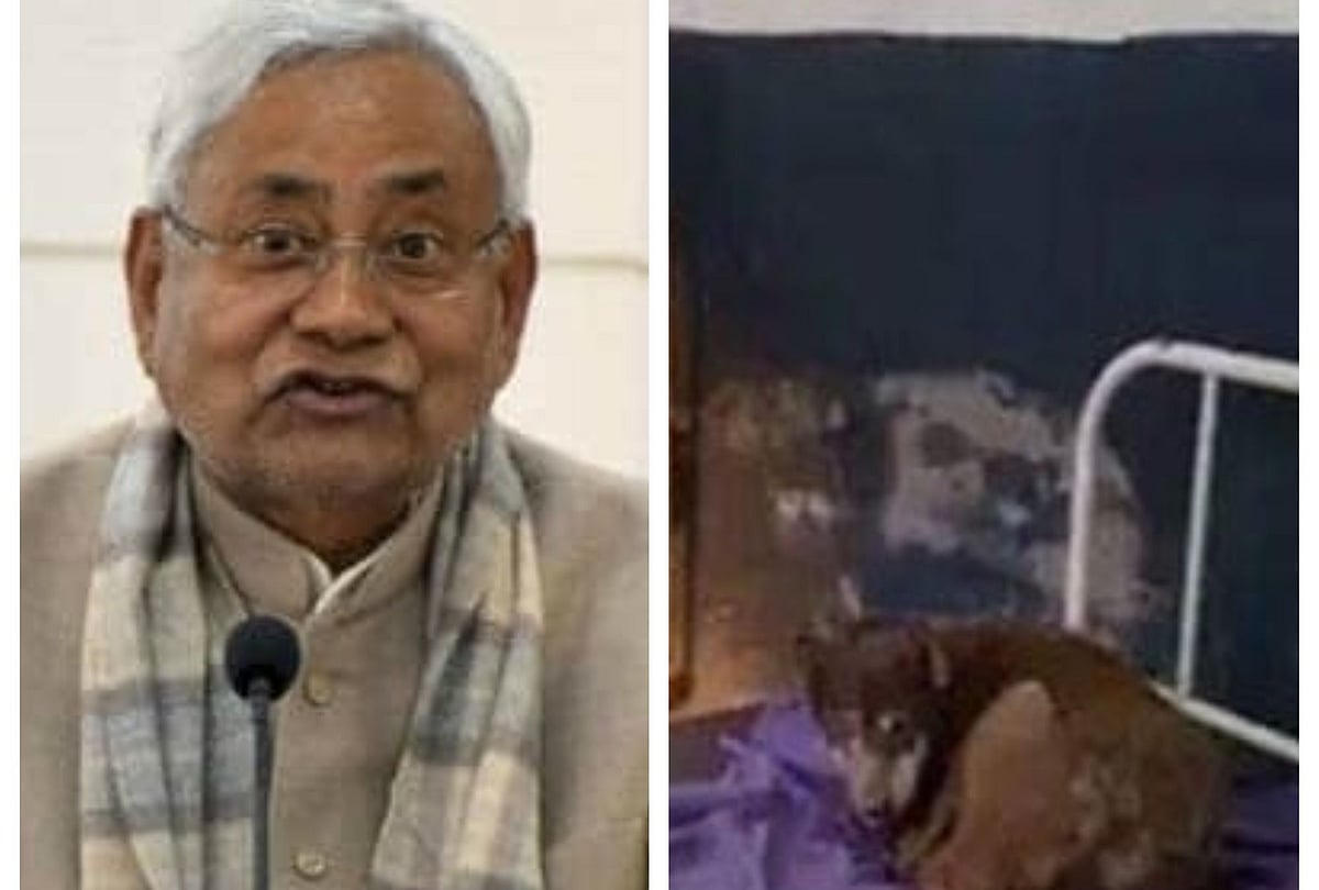 ‘सुशासन बाबू’ का स्वास्थ्य विभाग बदहाल,  सरकारी अस्पताल में मरीजों के जगह कुत्तों का कब्जा, विपक्ष ने कसा तंज 