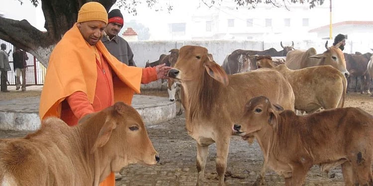 उत्तर प्रदेश: गौरक्षा के नाम पर योगी सरकार अब वसूलेगी ‘गो कल्याण सेस’, आपकी  जेब पर पड़ेगा भार