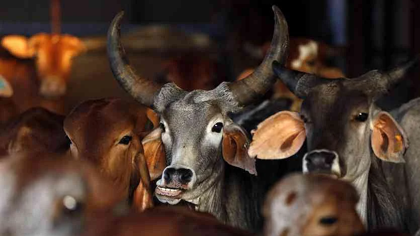 फोटो: सोशल मीडिया 