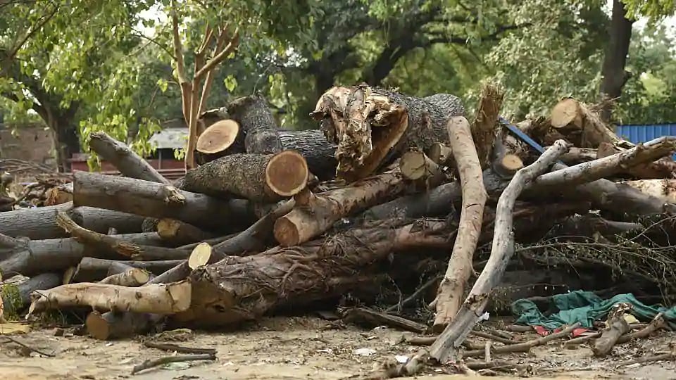 पर्यावरण पर प्रहार: गुजरात की बीजेपी सरकार ने 5 साल में कटवा दिए साढ़े छह लाख से ज्यादा पेड़       