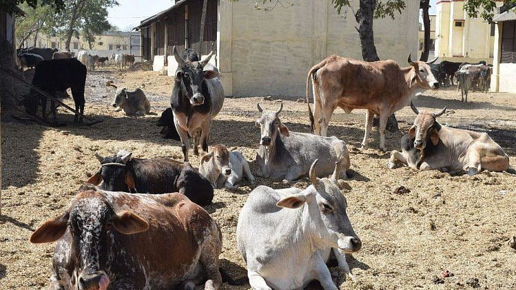 फोटो: सोशल मीडिया