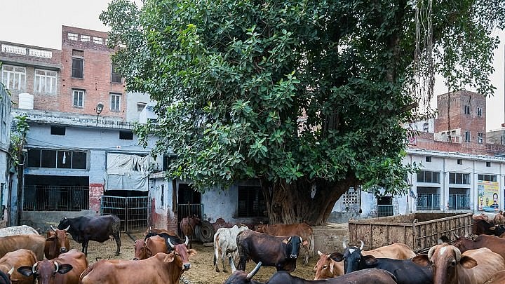 फोटो: सोशल मीडिया
