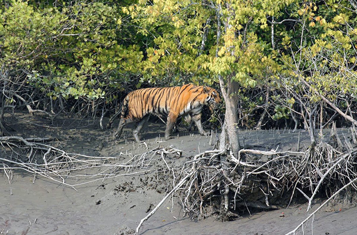 बदलते मौसम और समंदर का तल बढ़ने से रॉयल बंगाल टाइगर पर खतरा,  करोड़ों की आबादी पर भी पड़ेगा असर