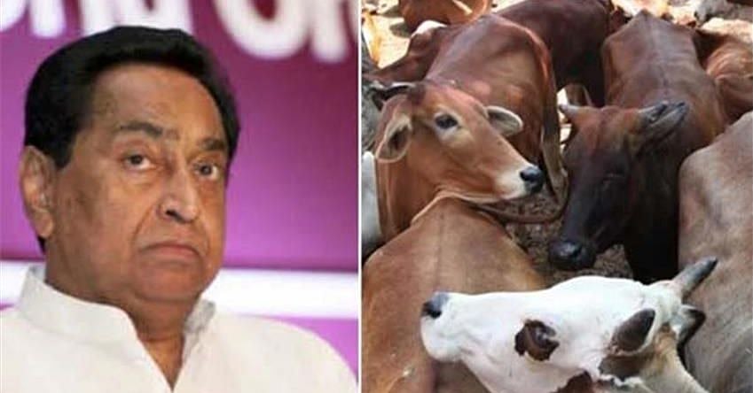 मध्य प्रदेश: कांग्रेस सरकार में गौरक्षा के नाम पर हिंसा करने वालों की खैर नहीं, 3 साल की होगी जेल