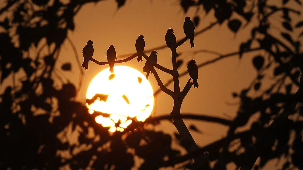 फोटो : Getty Images