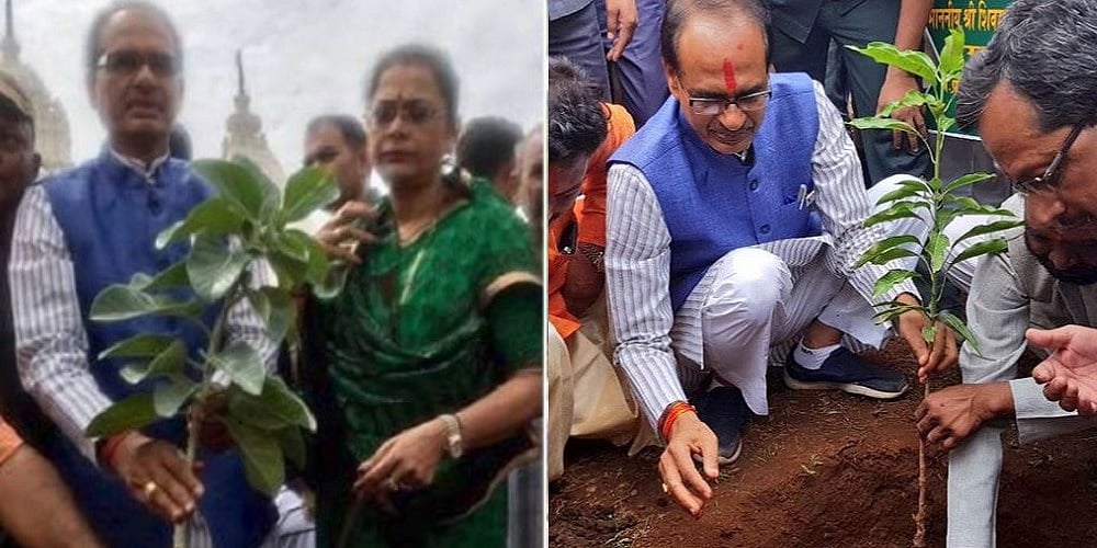 मध्य प्रदेशः बीजेपी सरकार में पौधारोपण के वर्ल्ड रिकॉर्ड की खुली पोल, अब अधिकरियों पर गिरी गाज