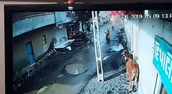 वीडियो: गुजरात में सड़क पर सनकी सांड का आतंक, पहले साइकिल फिर बाइक सवार को उठा-उठाकर पटका
