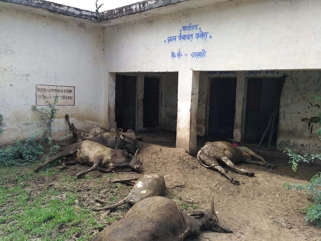 फोटो: पीटीआई