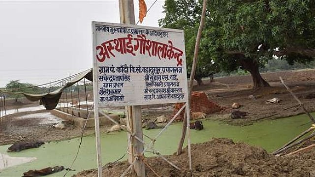 योगी सरकार में गौरक्षा के तमाम दावें फेल, प्रयागराज के एक गौशाला में 35 गायों की दर्दनाक मौत, उठे सवाल