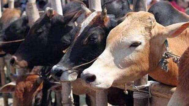 गुजरात: गोवंश हत्या कानून के तहत पहली बार 10 साल की सजा, दोषी पर 1 लाख रुपये का जुर्माना भी लगा