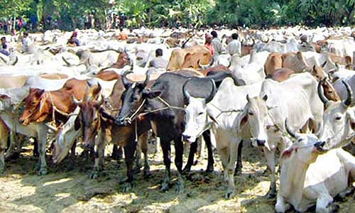 गुजरात: गोवंश हत्या कानून के तहत पहली बार 10 साल की सजा, दोषी पर 1 लाख रुपये का जुर्माना भी लगा