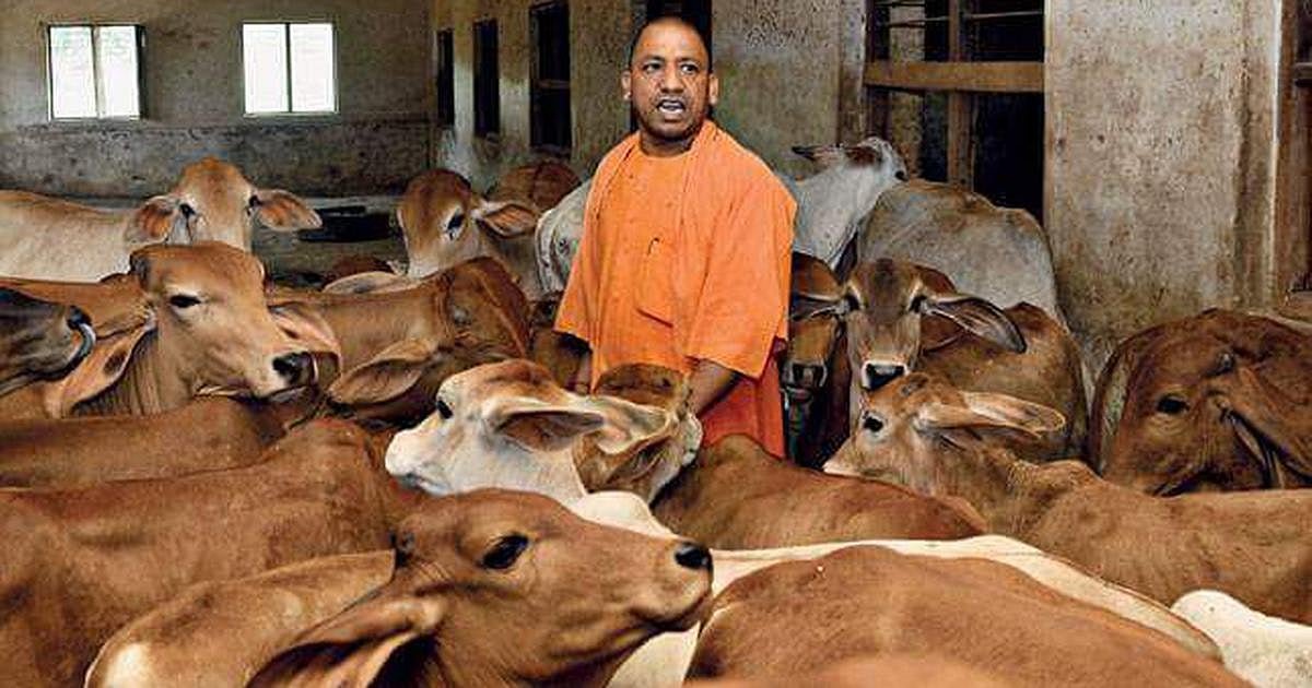 योगी सरकार में नहीं थम रहा गायों के मरने का सिलसिला, महोबा के सरकारी भवन में 8 गायों की दम घुटने से दर्दनाक मौत