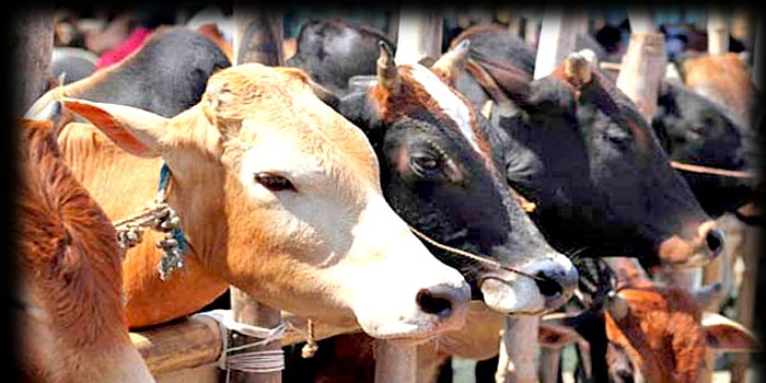 गुजरात: गोवंश हत्या कानून के तहत पहली बार 10 साल की सजा, दोषी पर 1 लाख रुपये का जुर्माना भी लगा