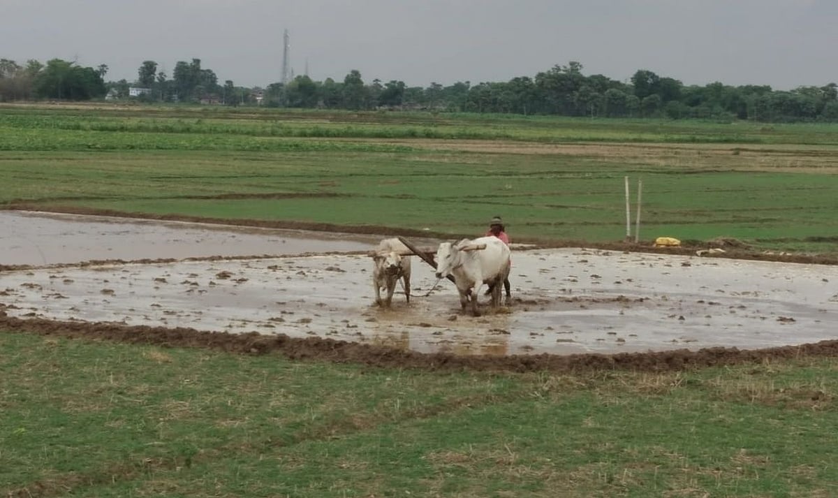 बजट 2019: जीरो बजट खेती को बढ़ावा देने पर जोर, जानिए क्या है ये और कैसे है आधुनिक खेती से अलग