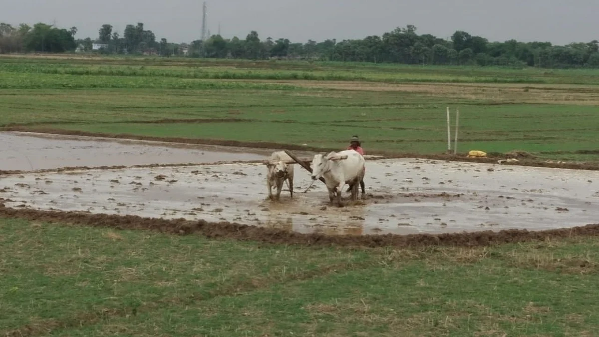 फोटो: सोशल मीडिया
