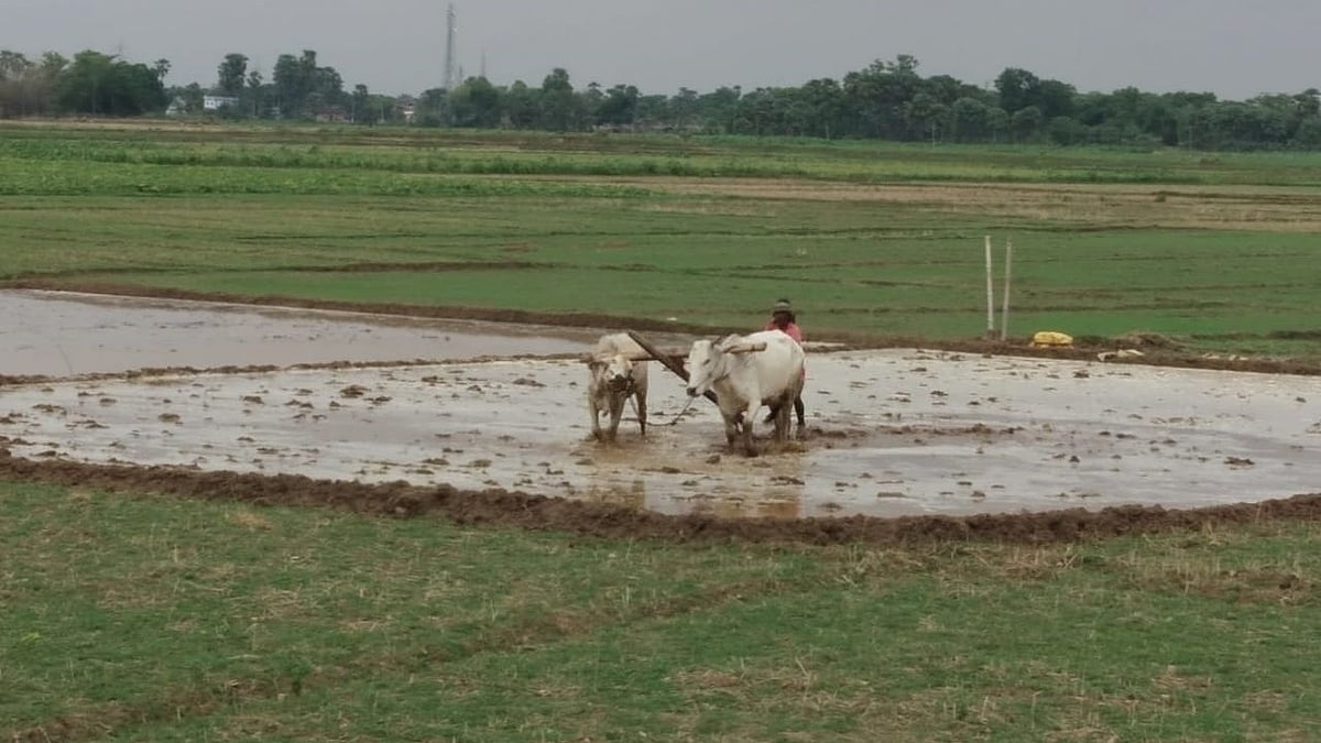 फोटो: सोशल मीडिया