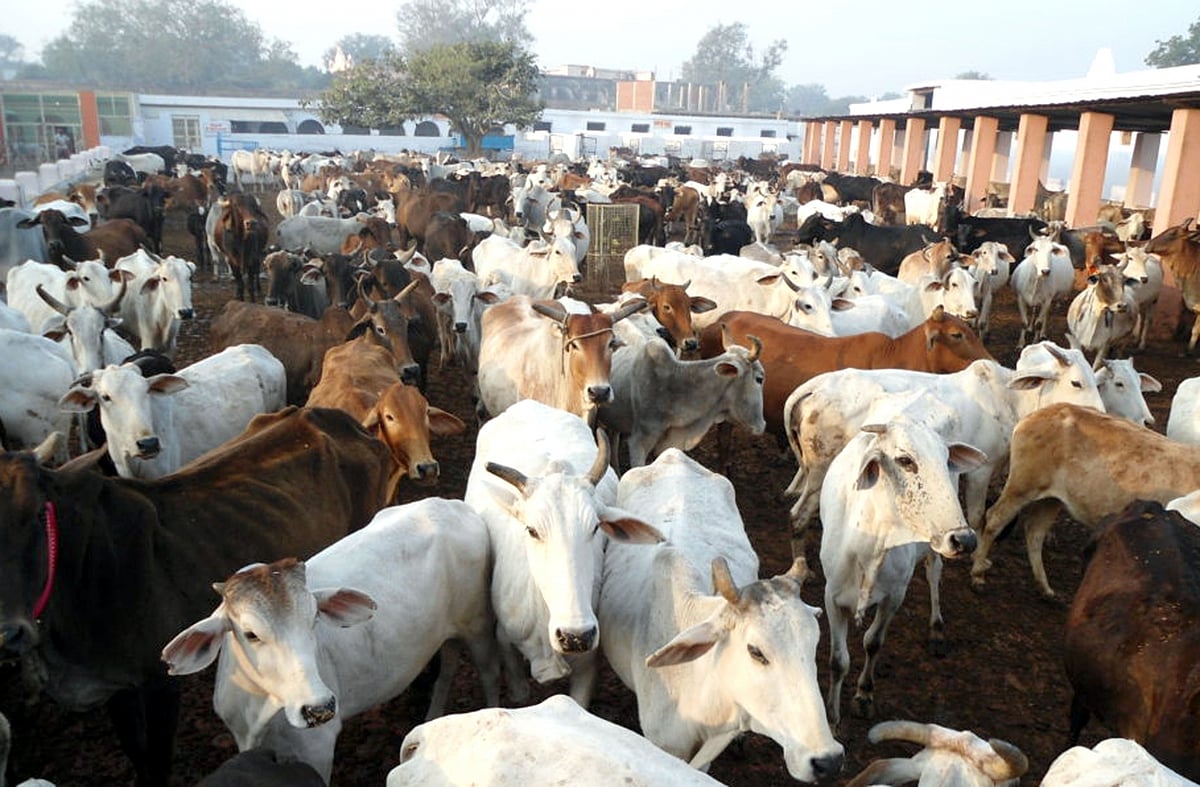 झारखंड : राजभवन, मुख्यमंत्री आवास की गायों को पड़े चारे के लाले, नहीं की गई कोई धनराशि आवंटित 