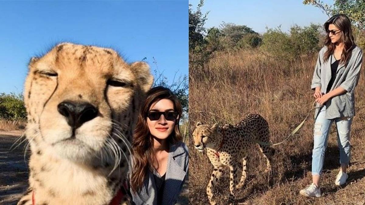 सिनेजीवन:  कृति  ने ली चीते संग सेल्फी, ‘गली बॉय’ को दक्षिण कोरिया में मिली बड़ी जीत और प्रियंका और निक ने ली कुकिंग क्लास