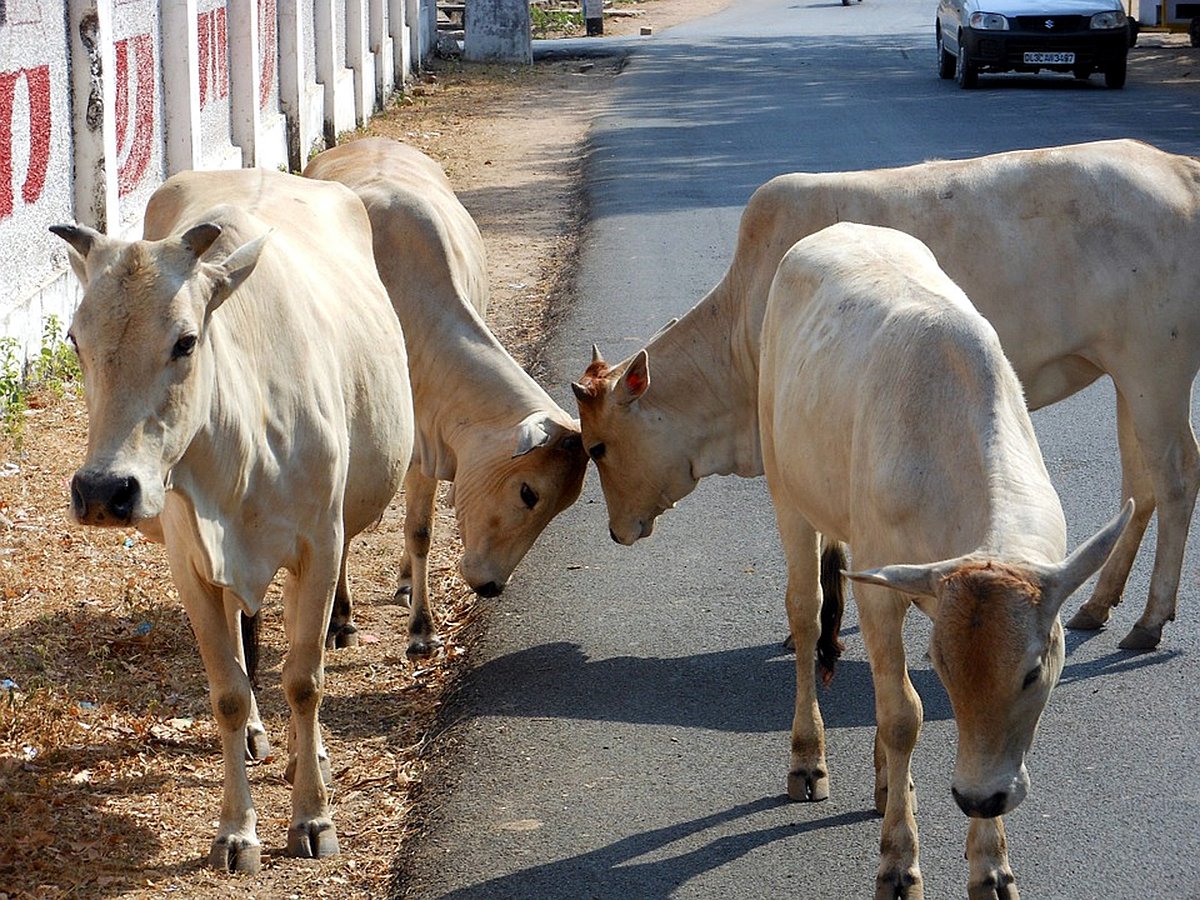 राम पुनियानी का लेख: भारतीय राजनीति की बिसात पर गौ माता, इन राज्यों में बीजेपी से बीफ पर क्यों नहीं कुछ कहा जाता?