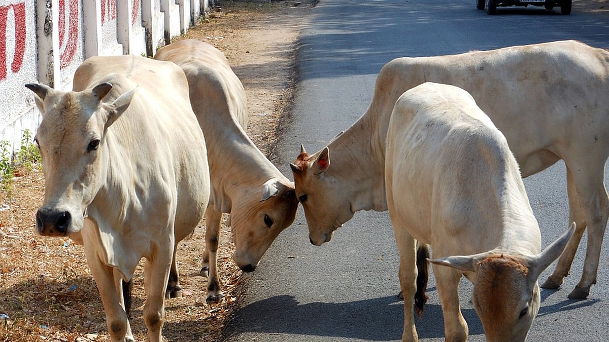 फोटो: सोशल मीडिया