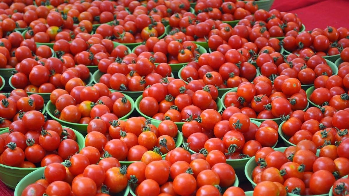 फोटो:&nbsp; सोशल मीडिया