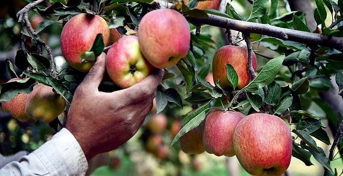 जम्मू-कश्मीर से धारा 370 हटाए जाने के बाद कश्मीरियों के लिए अच्छी खबर!