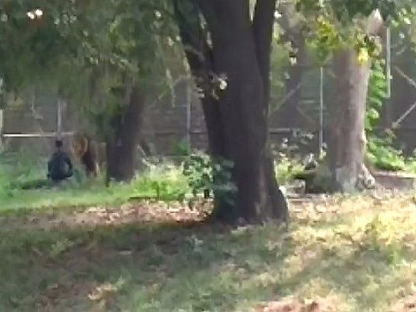 दिल्ली:  शेर के पिंजरे में कूदा युवक, मौत को देखकर हुई ऐसी हालत, उसके बाद क्या हुआ, देखें वीडियो