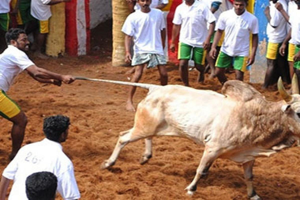 वीडियो: जल्लीकट्टू के दौरान जब पागल हुआ सांड, जोरदार टक्कर मार सब इंस्पेक्टर की तोड़ी पसली 