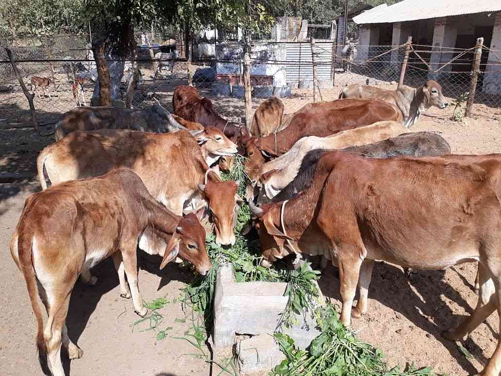देशी गाय पर रिसर्च: मोदी सरकार के खिलाफ वैज्ञानिकों ने खोला मोर्चा, कहा- नहीं है कोई वैज्ञानिक आधार  