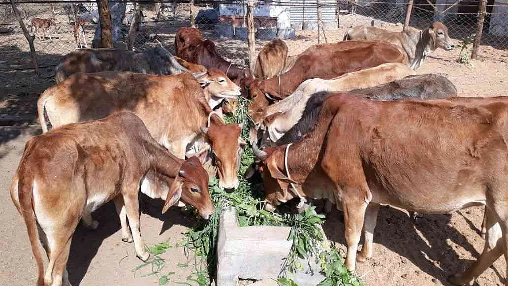 फोटो: सोशल मीडिया