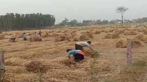 लॉकडाउन में रुकी फसलों की कटाई, बर्बादी की कगार पर करोड़ो टन गेहूं, पीएम बीमा योजना में भरपाई का नियम नहीं
