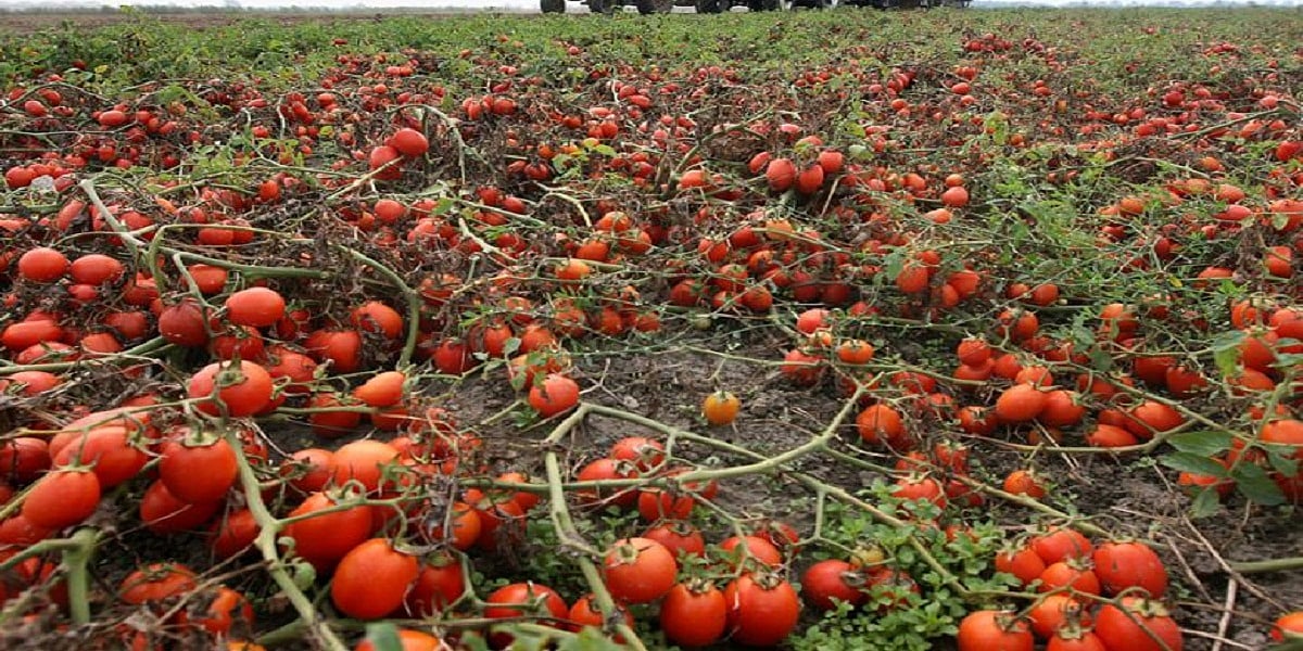 लॉकडाउन से किसानों पर मार, खेतों में सड़ने लगे टमाटर और अंगूर, आगे और बुरे हो सकते हैं हालात