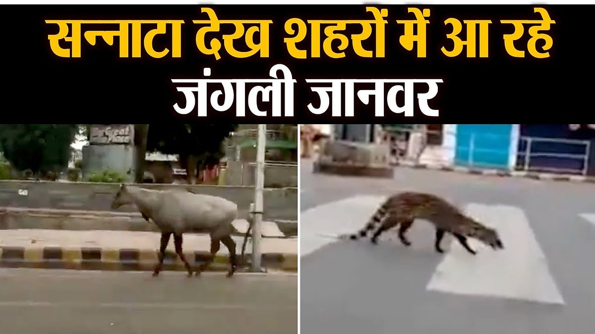 वीडियो: देशभर में लॉकडाउन, सन्नाटा देख शहरों की ओर कूच कर रहे हैं जंगली जानवर