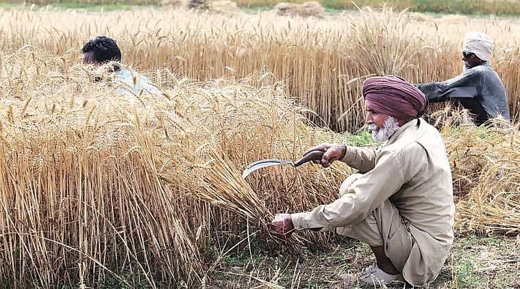 हरियाणा की खट्टर सरकार का किसानों को राहत से इनकार, कहा-  15 अप्रैल से पहले नहीं शुरु कराएंगे फसल खरीद