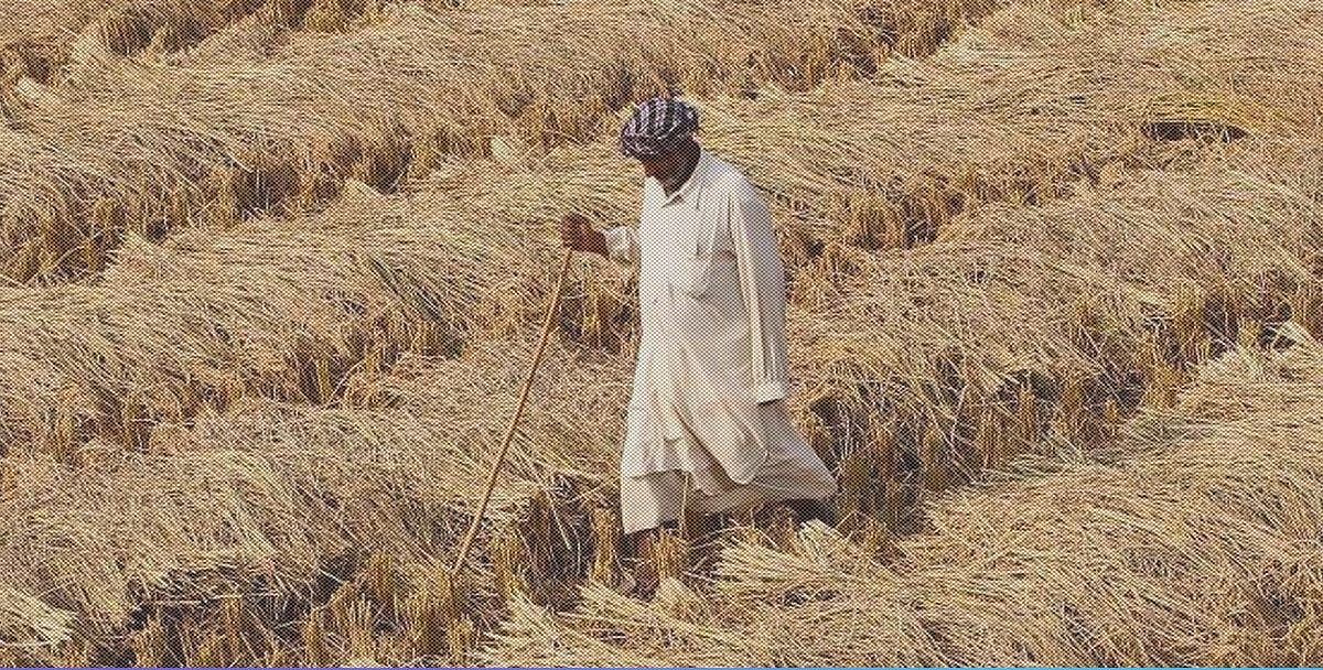 कोरोना कर्फ्यू: पंजाब में तैयार फसल के नहीं कटने से आफत में  किसान, फिर भी देश की मदद के लिए सूबे ने बढ़ाया हाथ