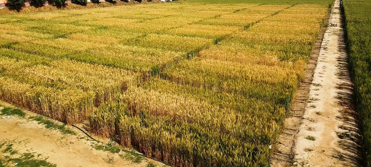 लॉकडाउन ने किसानों की बढ़ाई फिक्र, महामारी लंबे समय तक चली तो पैदा हो सकते हैं भुखमरी के हालात!