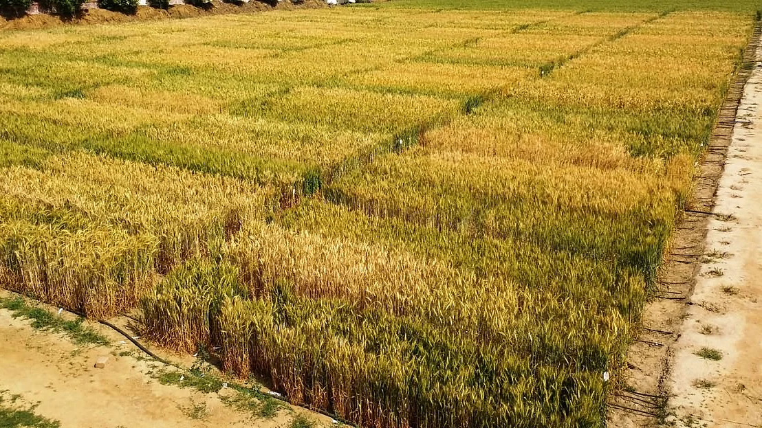 फोटो: सोशल मीडिया