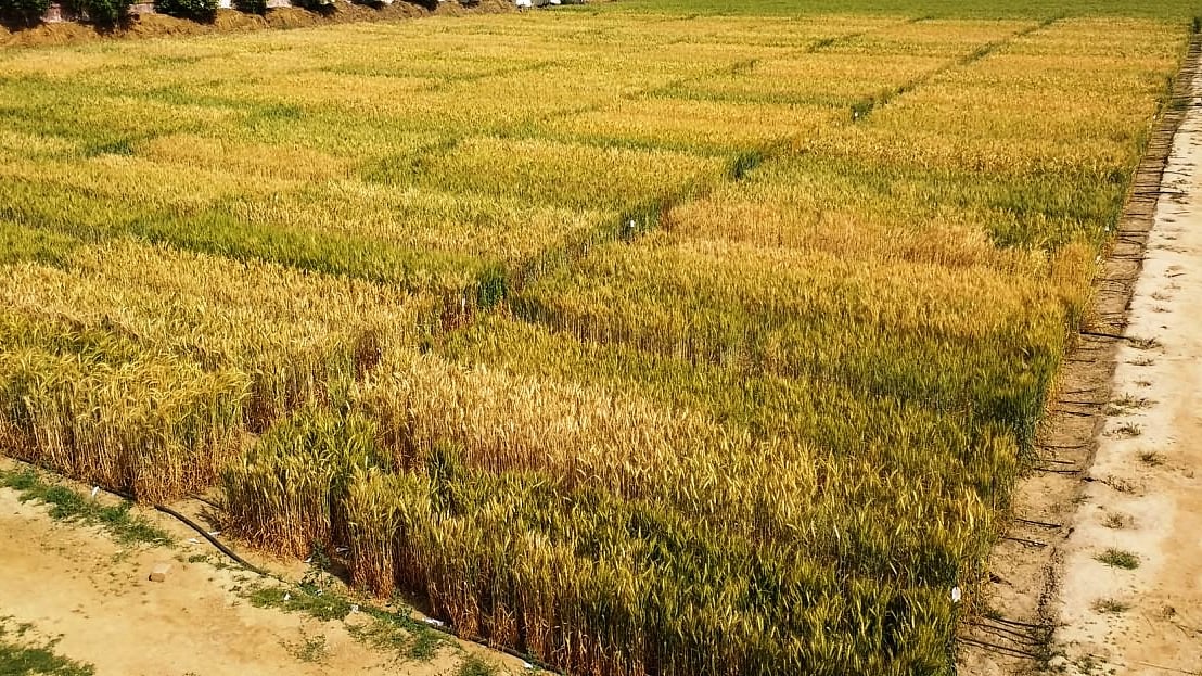 फोटो: सोशल मीडिया