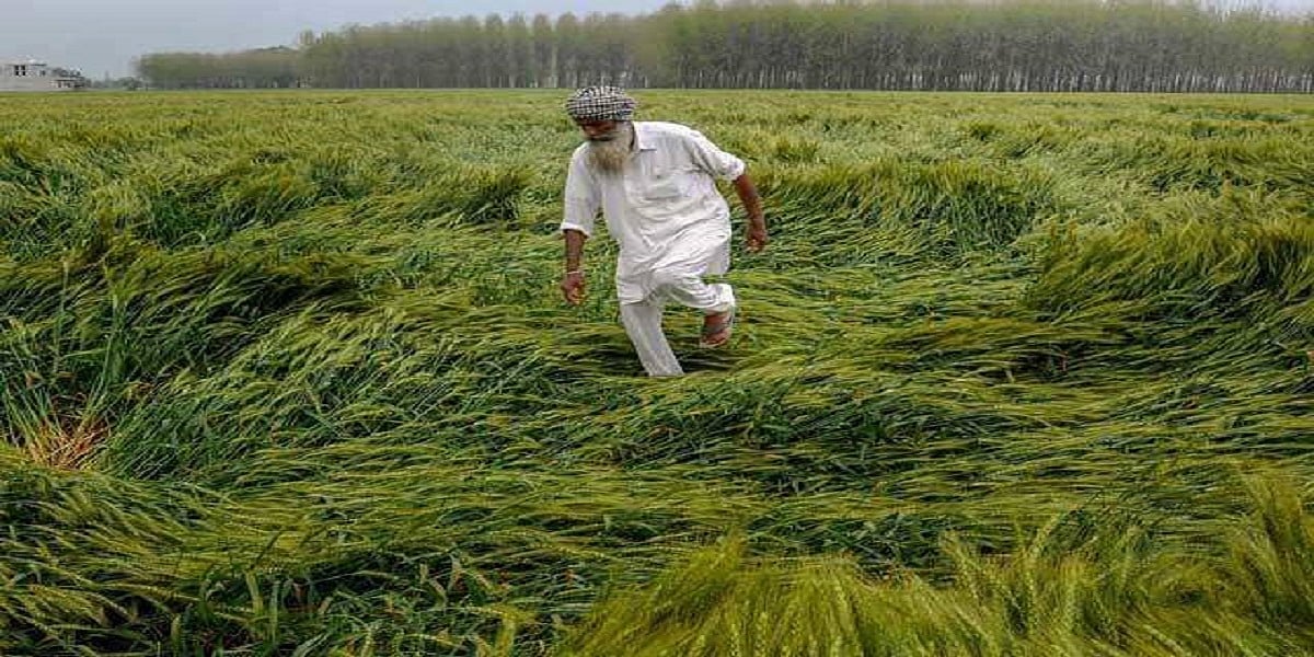 पंजाब में बेमौसम बरसात और ओलावृष्टि का किसानों पर कहर, बड़ी तादाद में फसलें तबाह