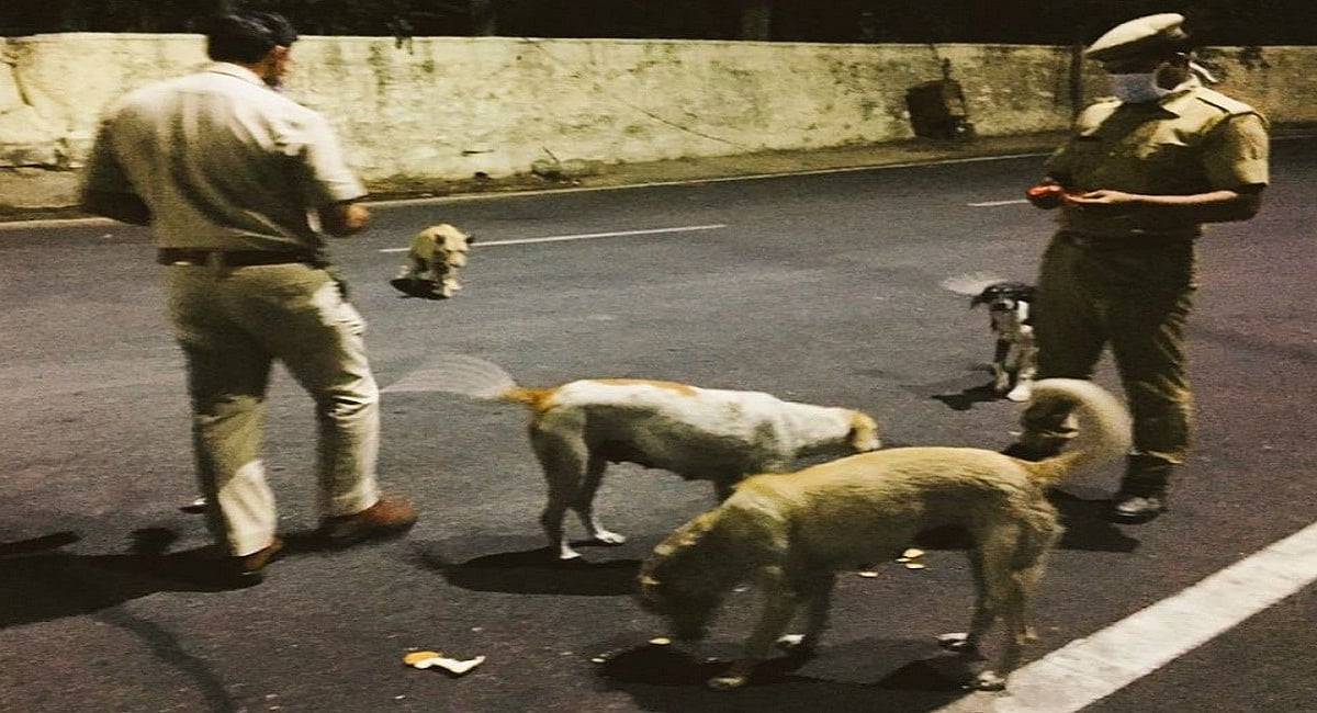 कोरोना और लॉकडाउन से पशु-पक्षियों पर बड़ी आफत, राजस्थान ने बेजुबानोंं की सुध लेकर सबको याद दिलाया कर्तव्य